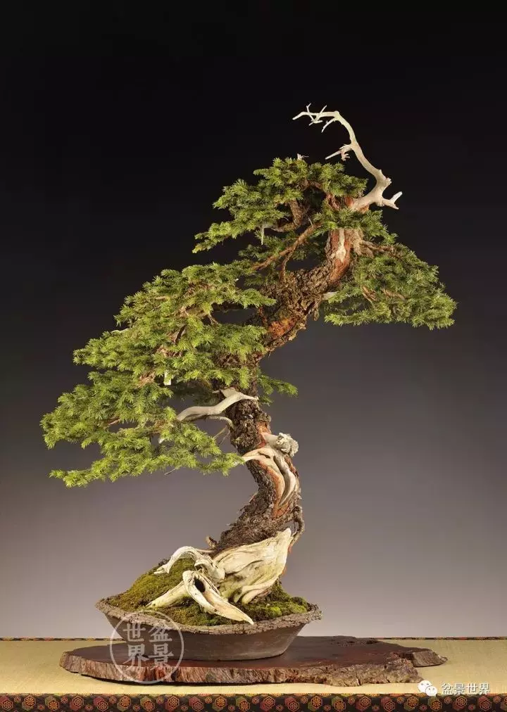 比利時盆景作品大賞