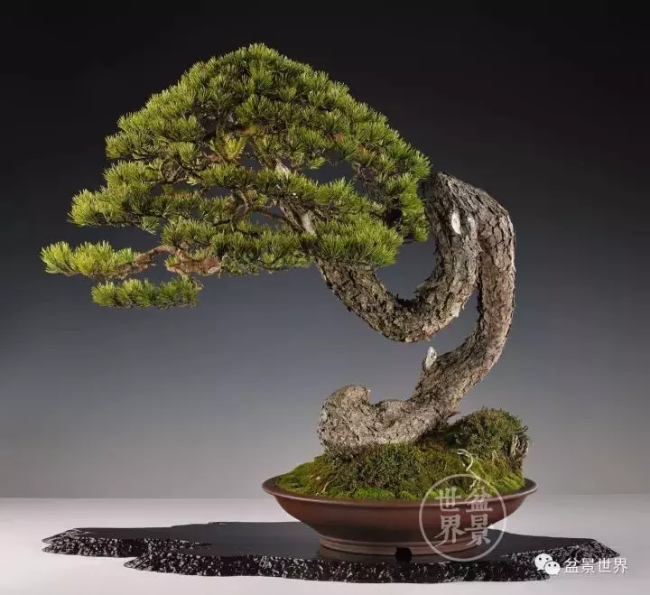 比利時盆景作品大賞
