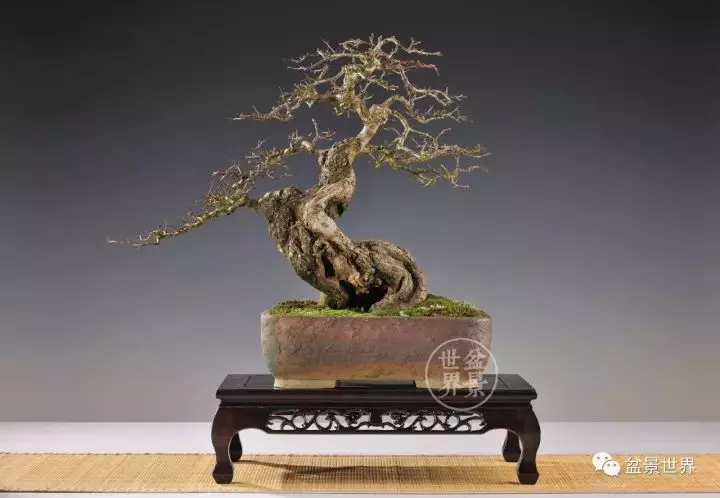 比利時盆景作品大賞