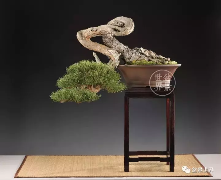 比利時盆景作品大賞