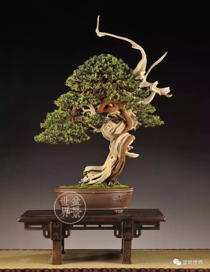 比利時盆景作品大賞