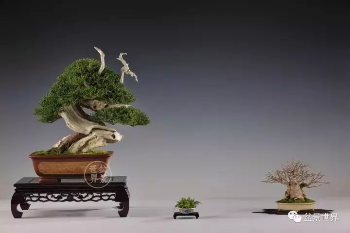 比利時盆景作品大賞