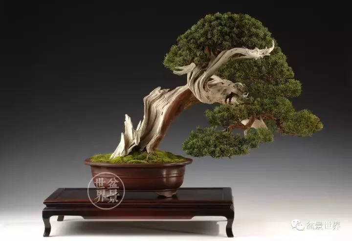 比利時盆景作品大賞