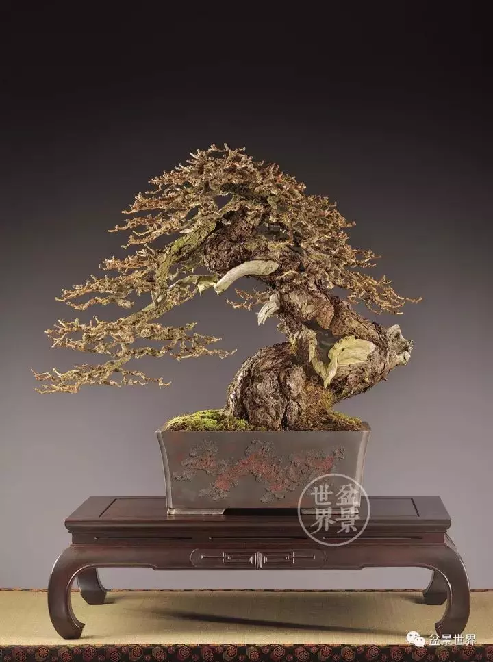 比利時盆景作品大賞