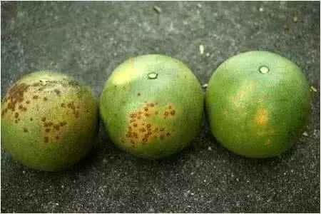 這7種水果夏天吃最養人,可以清熱降火,但要注意