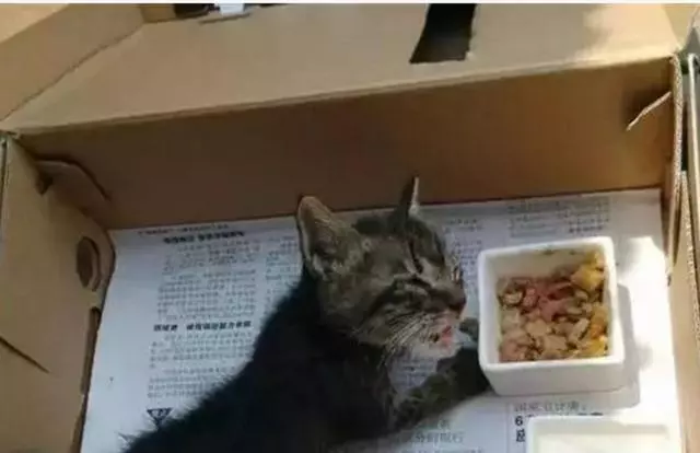 狗狗站在門口不進來,不停對著家裡叫,主人出門一看被它感動
