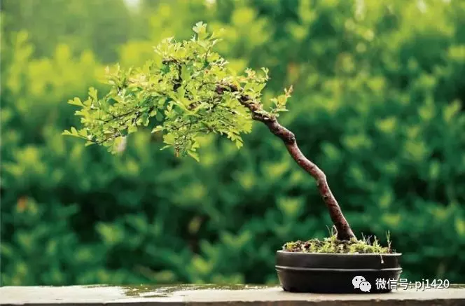 你的盆景放對地方了嗎?