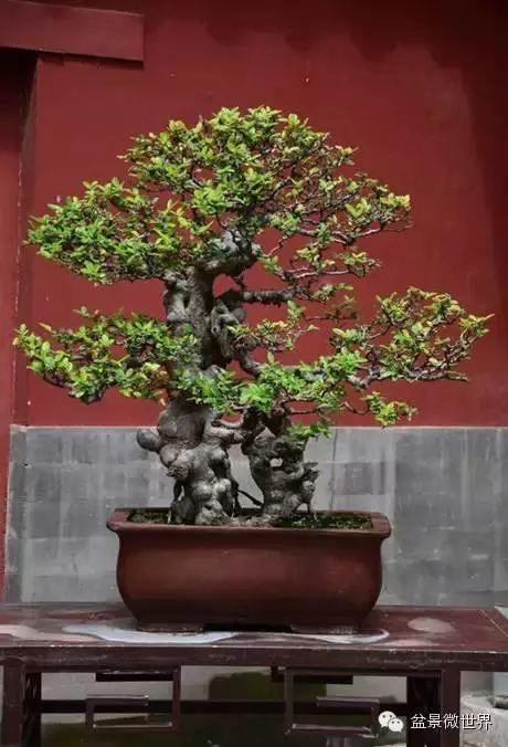 你的盆景放對地方了嗎?