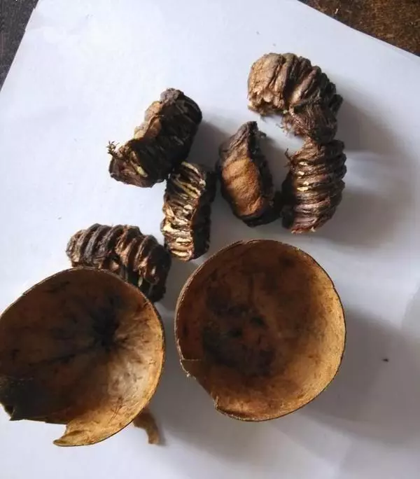 一碗粥瘦3斤：清熱潤肺、清腸通便、肌膚白嫩！