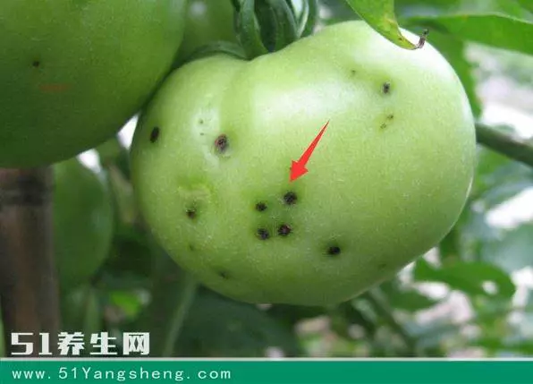 太震驚了!去菜市場,這6種菜千萬別買!