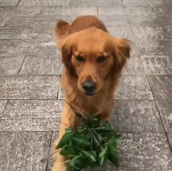 金毛趁著端午節之際,叼來十個粽子,一路興奮叼去下鍋