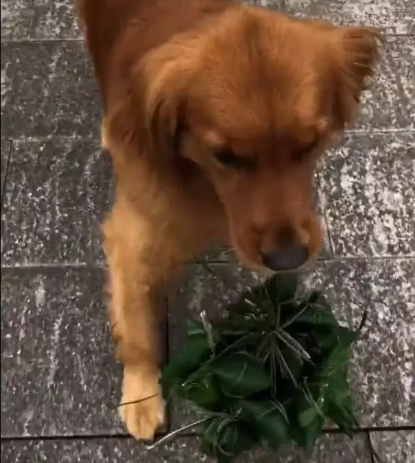 金毛趁著端午節之際,叼來十個粽子,一路興奮叼去下鍋