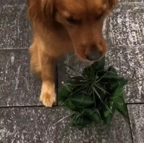金毛趁著端午節之際,叼來十個粽子,一路興奮叼去下鍋