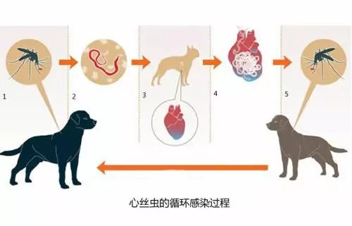 狗狗勤洗澡就不用驅蟲?蜱蟲跳蚤可不這麼想,鏟屎官中招了嗎?