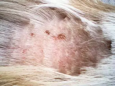 狗狗勤洗澡就不用驅蟲?蜱蟲跳蚤可不這麼想,鏟屎官中招了嗎?
