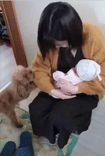 養了八年的泰迪,第一次和小主人見面像個孩子一樣,真讓人羨慕