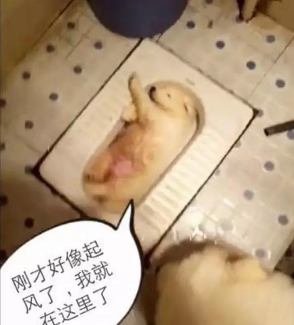 小薩摩耶突然消失,主人帶著狗媽媽四處尋找