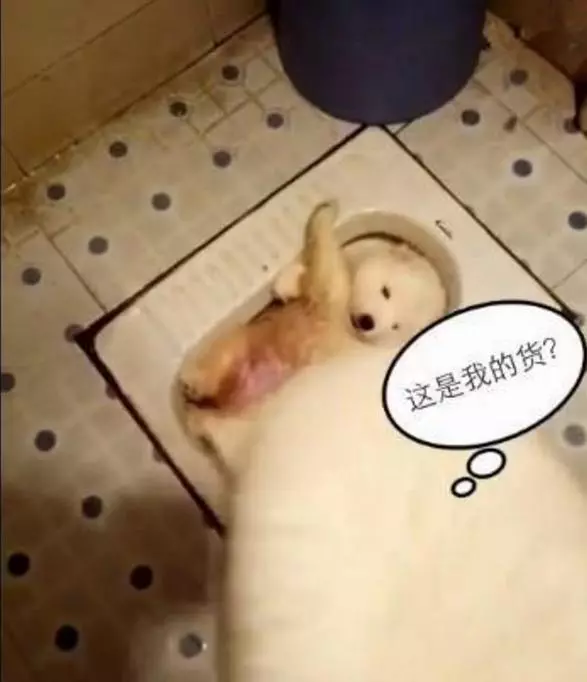 小薩摩耶突然消失,主人帶著狗媽媽四處尋找