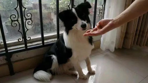 陪伴三年的邊牧意外去世,父母在接到電話通知後情緒一下子失控了