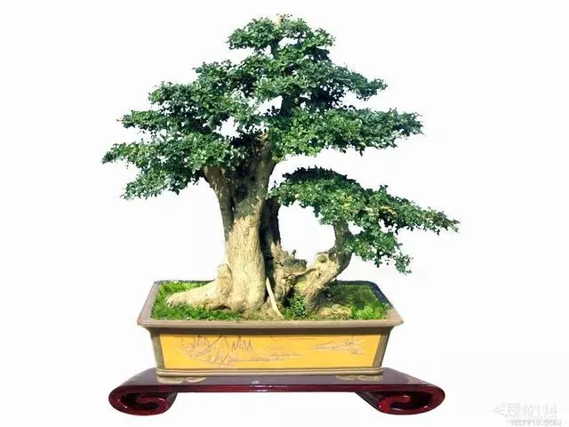對節白蠟盆景6個規則,用好了就能出精品