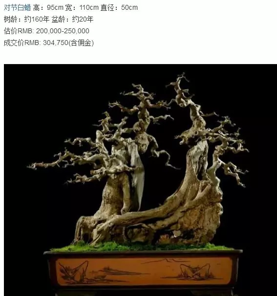 對節白蠟盆景6個規則,用好了就能出精品