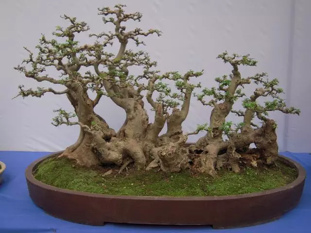 對節白蠟盆景6個規則,用好了就能出精品