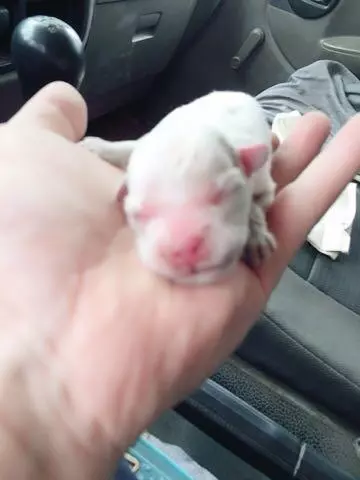 路邊撿到只小奶狗,嘴上還沾滿了土