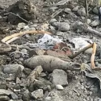 侯友宜被爆可能逃漏稅 蘇貞昌籲:自己講清楚