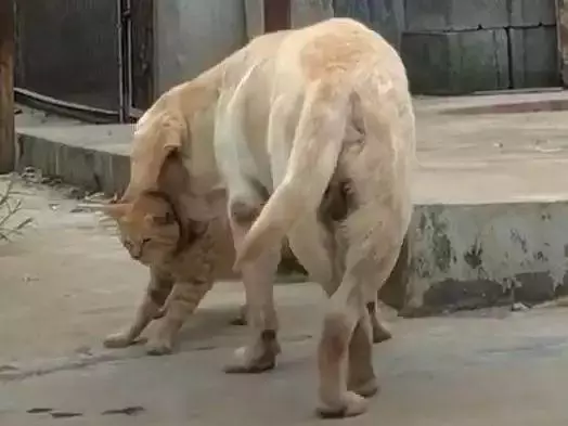 貓咪被狗一口咬住脖子,卻無力掙扎