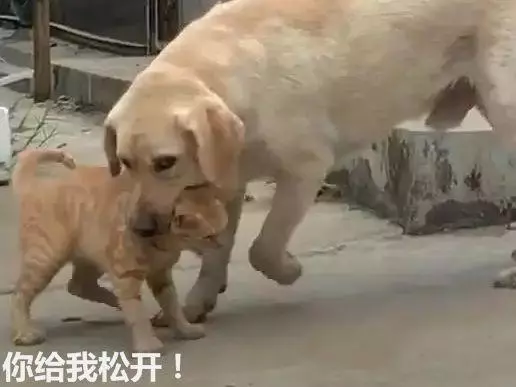 貓咪被狗一口咬住脖子,卻無力掙扎