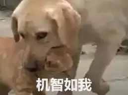 貓咪被狗一口咬住脖子,卻無力掙扎