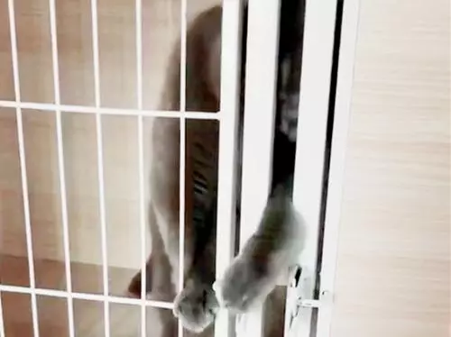 貓咪越獄被發現,對視3秒後,它的舉動卻讓鏟屎官笑噴了
