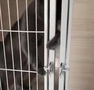 貓咪越獄被發現,對視3秒後,它的舉動卻讓鏟屎官笑噴了