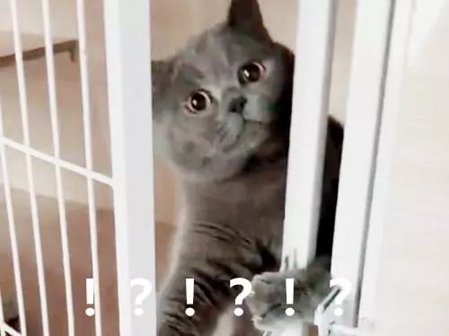 貓咪越獄被發現,對視3秒後,它的舉動卻讓鏟屎官笑噴了