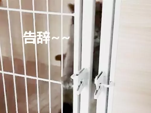 貓咪越獄被發現,對視3秒後,它的舉動卻讓鏟屎官笑噴了