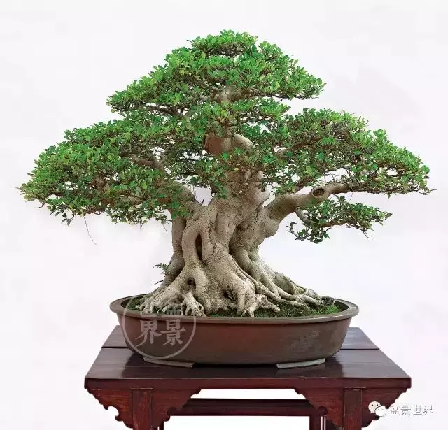 緣何他們能將千元購入的樹樁打造得價值百萬?