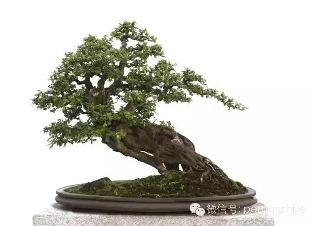 緣何他們能將千元購入的樹樁打造得價值百萬?