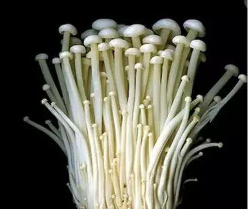 金針菇的根別再扔了,教你一招,隔幾天又可以吃新鮮的金針菇了
