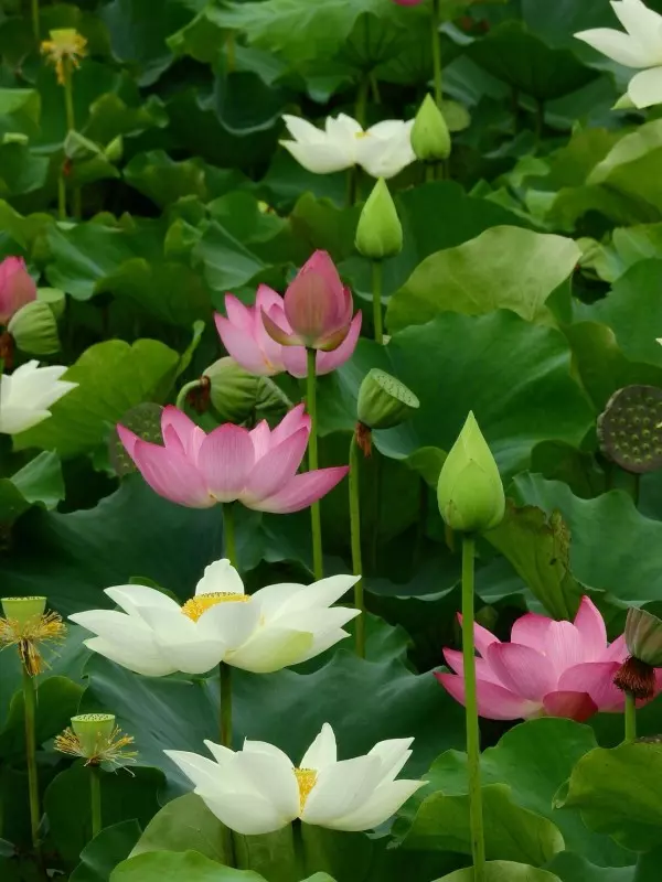 石門水庫熱氣球嘉年華 平日可以這樣玩!