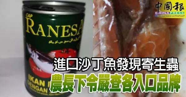 進口沙丁魚發現寄生蟲 農長下令嚴查各入口品牌