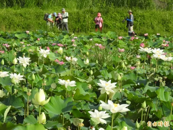大嵙崁人工溼地生態埤塘 桃園賞荷新祕境