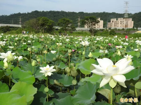 大嵙崁人工溼地生態埤塘 桃園賞荷新祕境