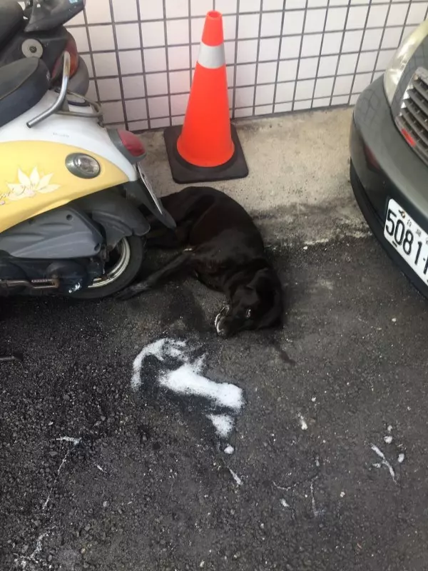 大嵙崁人工溼地生態埤塘 桃園賞荷新祕境