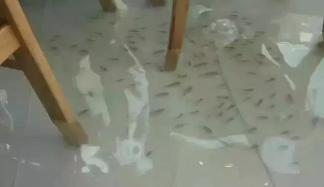 全網最火的創意咖啡店,老闆地上養魚,顧客爆滿:邊喝咖啡邊魚療