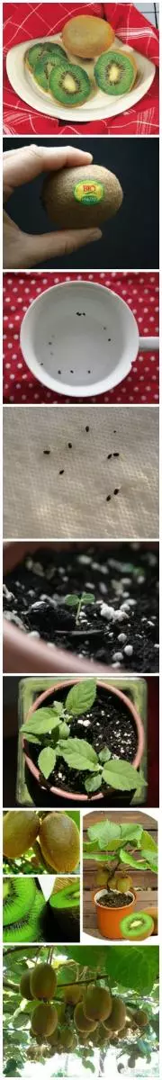 別再花錢買了!9種蔬果可以「再生」,趕快自己動手種!