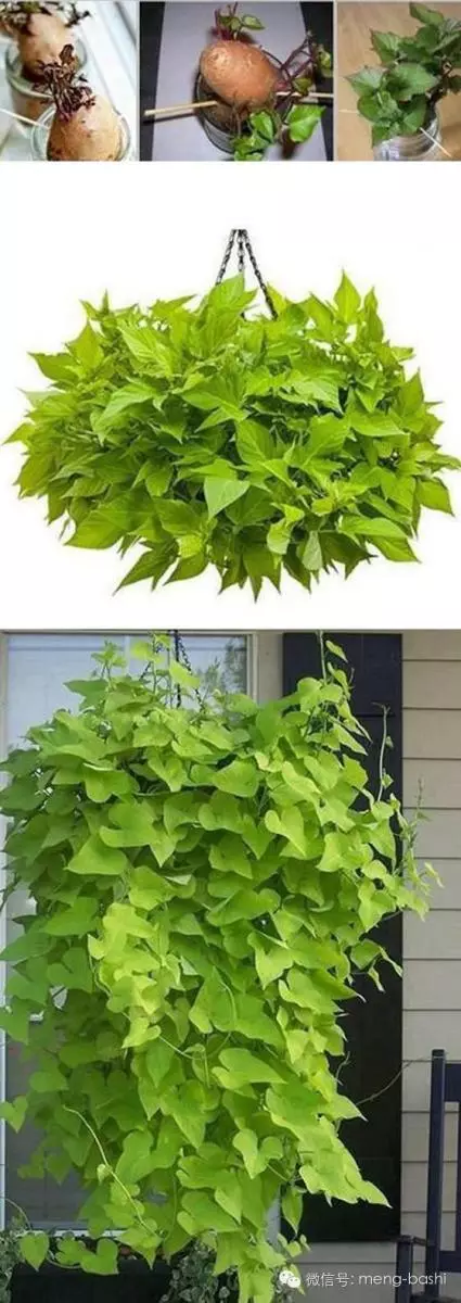 別再花錢買了!9種蔬果可以「再生」,趕快自己動手種!