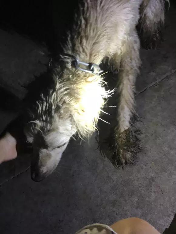 狗狗到底遭遇了些什麼變成現在這樣