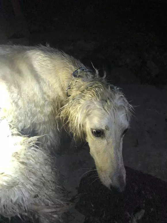 狗狗到底遭遇了些什麼變成現在這樣