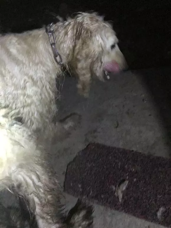 狗狗到底遭遇了些什麼變成現在這樣