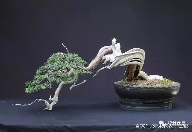 如何才能讓盆景枯木老樁顯得更加自然滄桑?